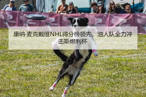 康纳·麦克戴维NHL得分榜领先，油人队全力冲击斯坦利杯